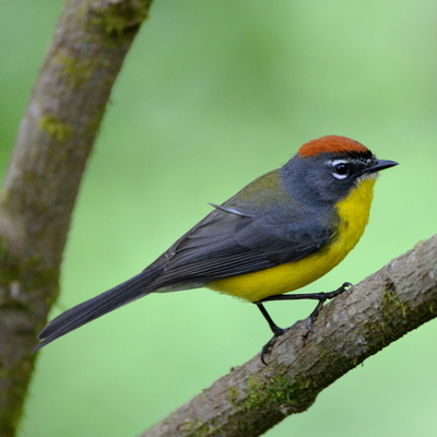 Brown-Capped Whitestart (2)